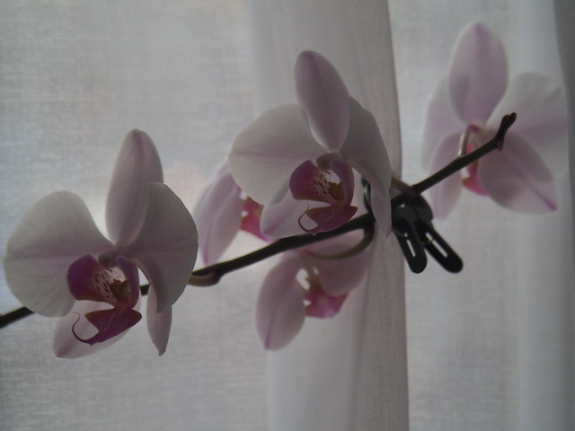 my orchid at the window