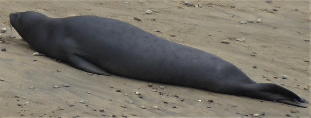 Marin County, CA, Point Reyes National Seashore, Chimney Rock, Major ZOOM Shot of a Sea Lion