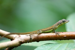 Gecko in Hunte's Garden Barbados