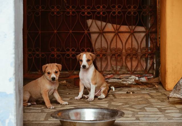 Puppy dogs playing at rural house