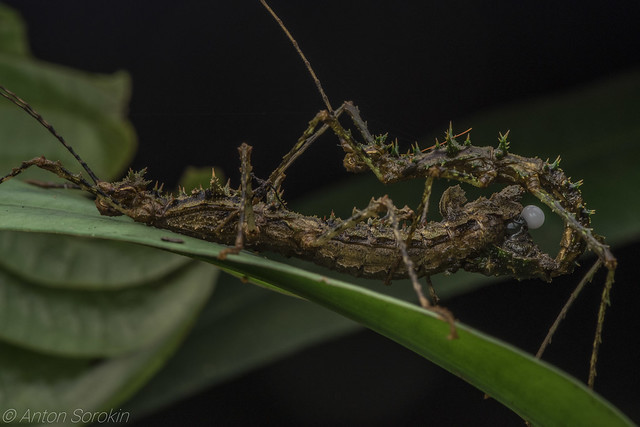 Unidentified stick insect