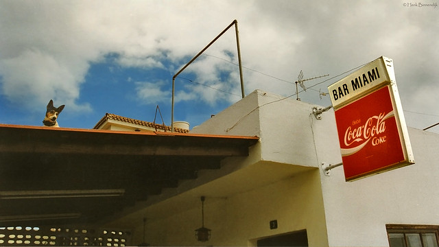 La Palma: doggie on the roof