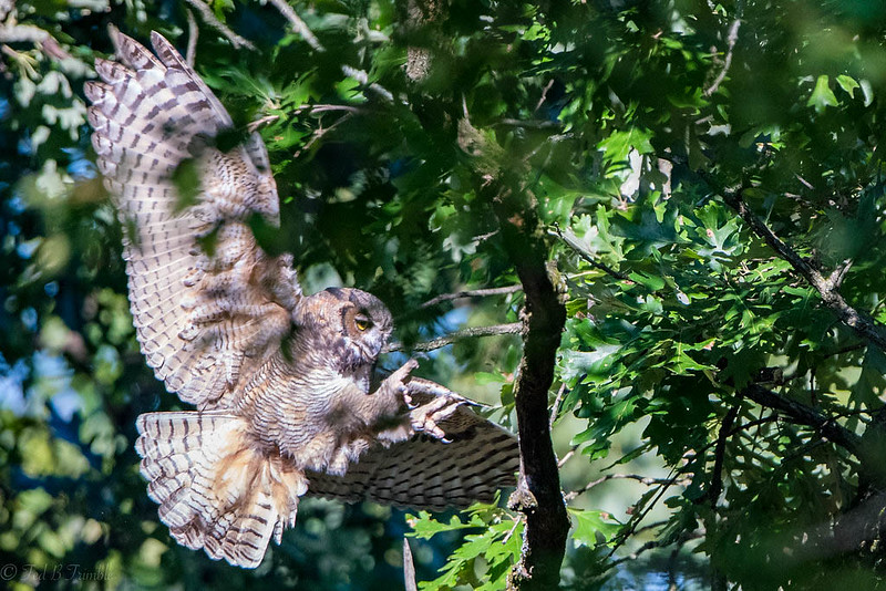 Cebu Hawk Owl