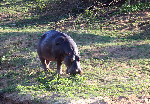 hippopotamus hippopotamusamphibius обыкновенныйбегемот krugernationalpark southafrica animal mammal africa