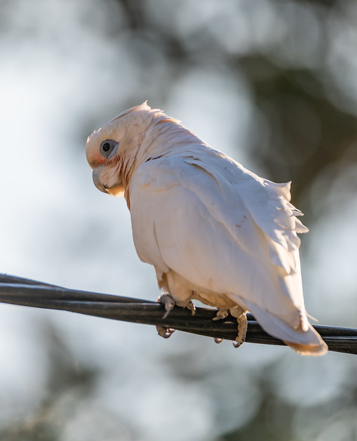 Long-billed Corella in the late afternoon sun