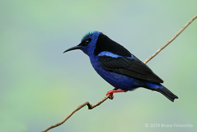 A Male Red-legged Honeycreeper Hanging On A Thin Vine