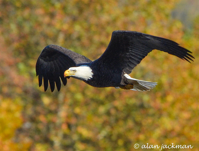 Bald Eagle, Birds of the Conowingo Dam