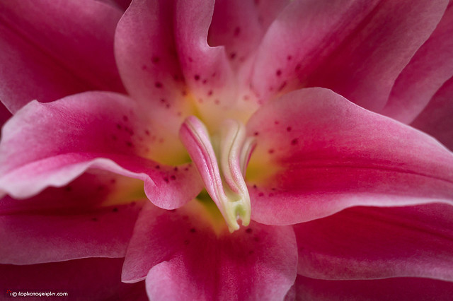 Stargazer lily (5379)
