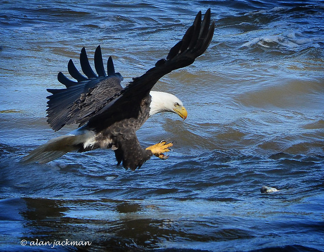 Touchdown, Bald Eagle, Birds of the Conowingo Dam