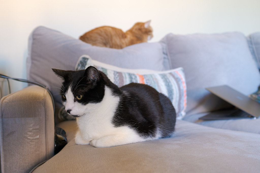 Our cat Boo relaxes on the couch while behind him our cat Sam sleeps on top of the back of the couch, taken in December 2019