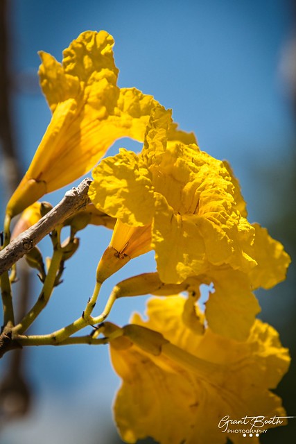 Yellow Trumpet Flowering Tree