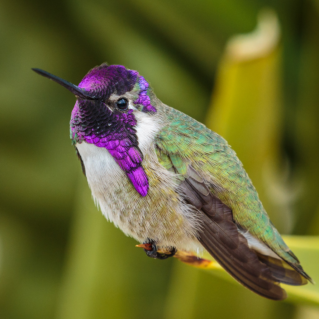 Male Costa's Hummingbird -- Birds in photography-on-the.net forums