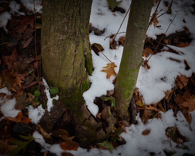 around a trunk, fallen leaves in snow, 11-17-19