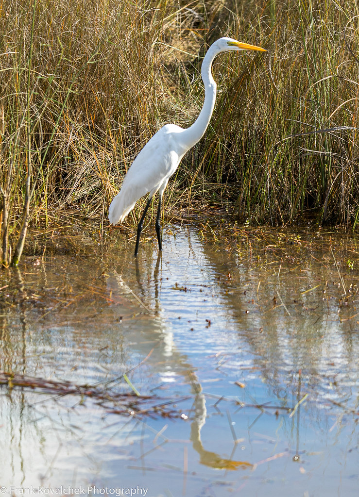 Birds in the Shark Valley area of Everglades National Park