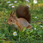 a Red squirrel