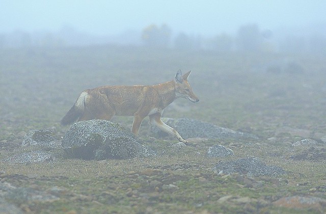 Ethiopia, Ethiopian wolf