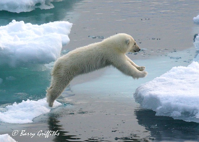 Polar Bears (juveniles)