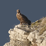 Vautour moine  -  Cinereous vulture