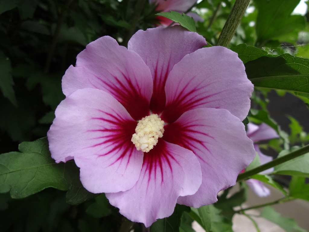 Hibiscus syriacus-Rosa de Siria | Hibiscus syriacus es una e… | Flickr