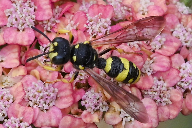 Cerceris rybyensis  --  Guêpe fouisseuse  --  The ornate tailed digger wasp.