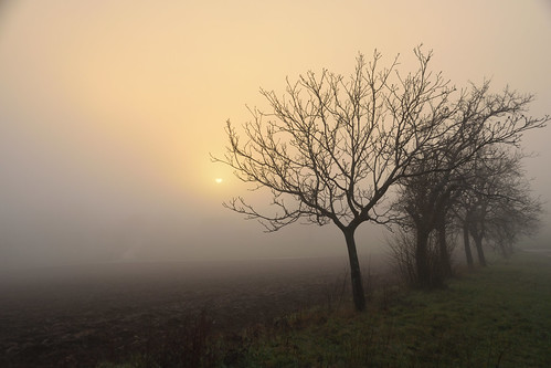 nikon d3300 sigma contemporary 18200dcoshsmc paysage landscape brouillard fog sunrise arbres trees nature leverdesoleil