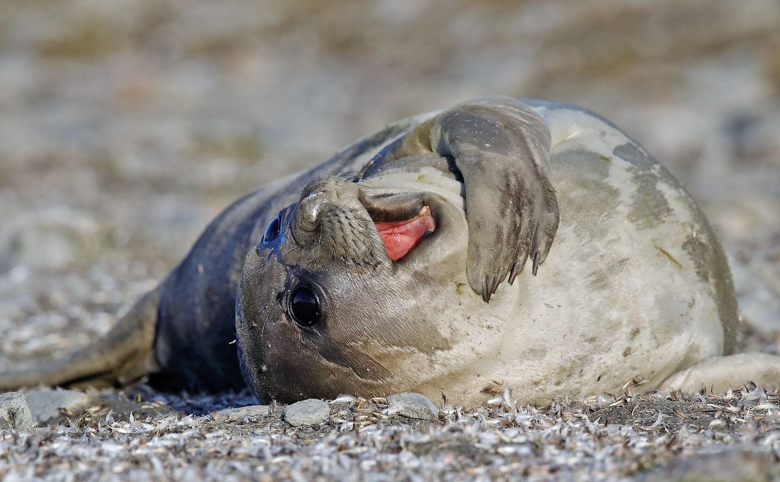 Southern Elephant Seal - pupy