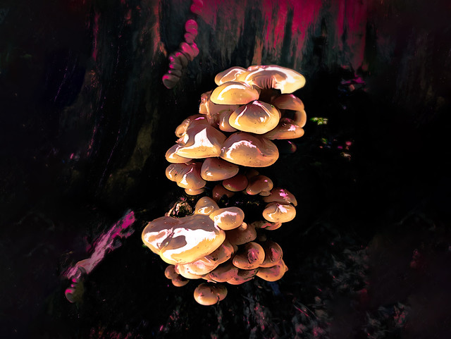fungi on a tree stump