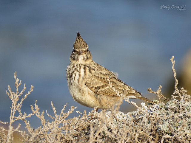 Crested lark at the seacoast.
