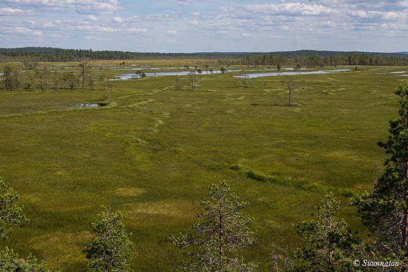 Pohjois-Karjalan kansallispuistot: Koli ja Patvinsuo