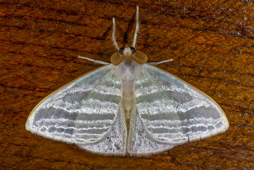 ecuador südamerika t12 tag12 zamora provinzzamorachinchipe schmetterling lepidoptera southamerica nachtfalter moth lichtfalle lighttrap mothtrap copalinga erebidae lymantriinae lymantriini caviria rainforest regenwald neotropic neotropisch