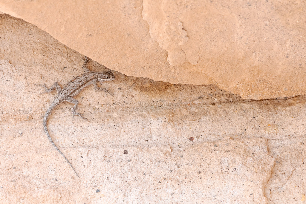 An ornate tree lizard perches vertically on a rock face near the summit of Brown's Mountain in McDowell Sonoran Preserve, taken on the Brown's Mountain Trail in September 2019
