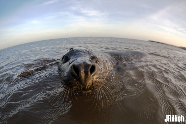 common harbor seal, Seehund, Phoca vitulina @ december in Helgoland 2019