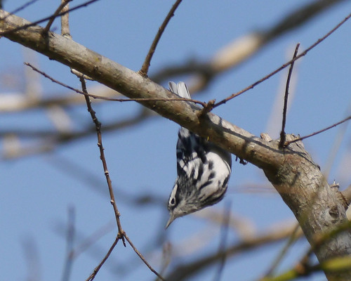 mikaelbehrens guadalupedelta bird texas warbler wildlife cbc mcfaddin unitedstatesofamerica