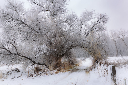winter snow tree fence outdoors landscape nopeople