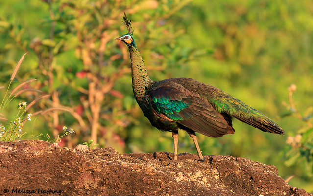 Green Peafowl (Pavo muticus) - Lamphun, TH