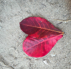 Red leaves falling on the ground