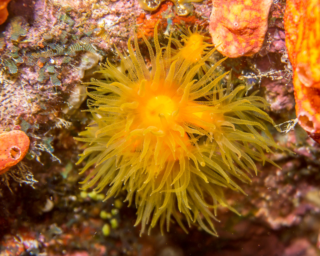 Yellow Cup Corals