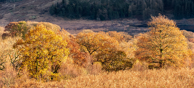 Autumn falls on the Scottish uplands.