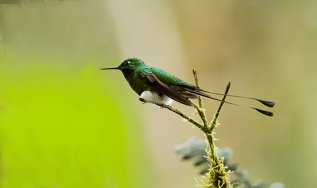 0P7A1919  Booted  Racket-tail Hummingbird, Ecuador