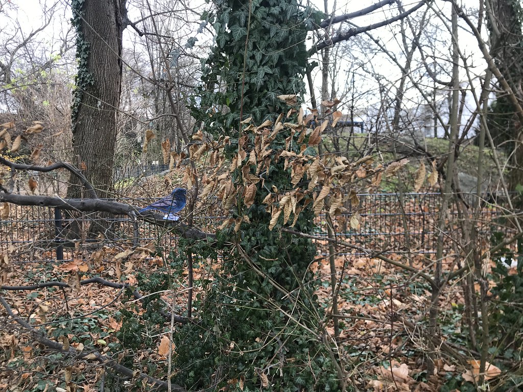 Blue bird in Munich tree