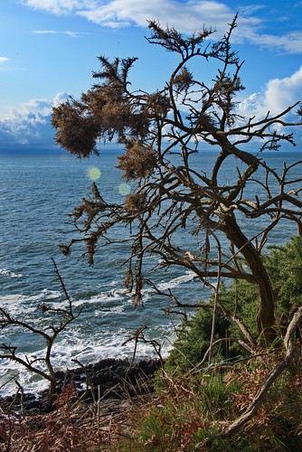water sea sky seaside seaview seascape tree cliffwalks cliff nature wales southwales nikon d800