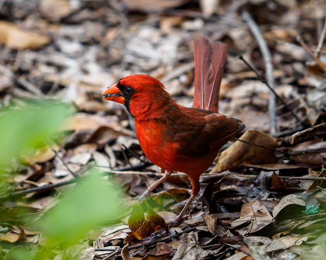 Northern Cardinal - Cardinalis cardinalis