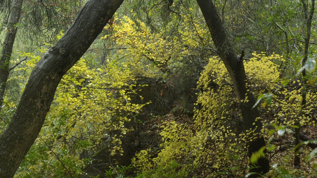 Fall colors of native Snowdrop Bush in the rain