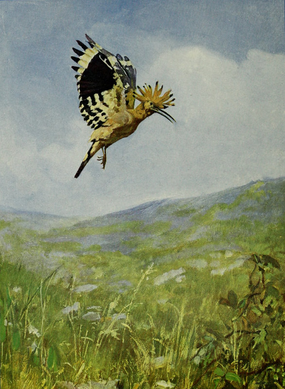 Hoopoe