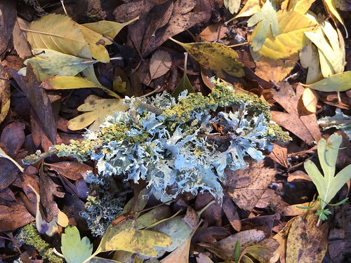Lichen and Fallen Leaves