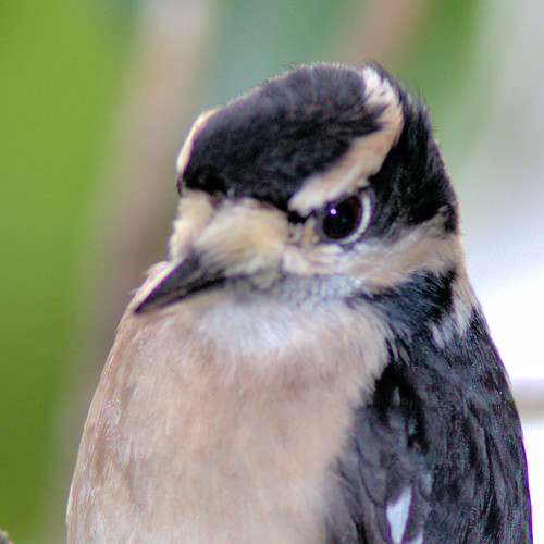 Downy Woodpecker female portrait COREL 20191220