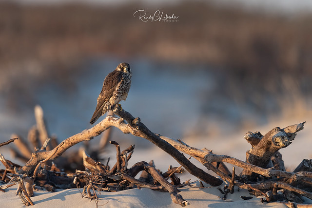 Peregrine Falcon - Falco peregrinus | 2019 - 18