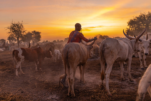 Mundari tribe man covering his cow in ash to repel flies and mosquitoes, Central Equatoria, Terekeka, South Sudan by Eric Lafforgue, © Eric Lafforgue
<a href="http://www.ericlafforgue.com" rel="noreferrer nofollow">www.ericlafforgue