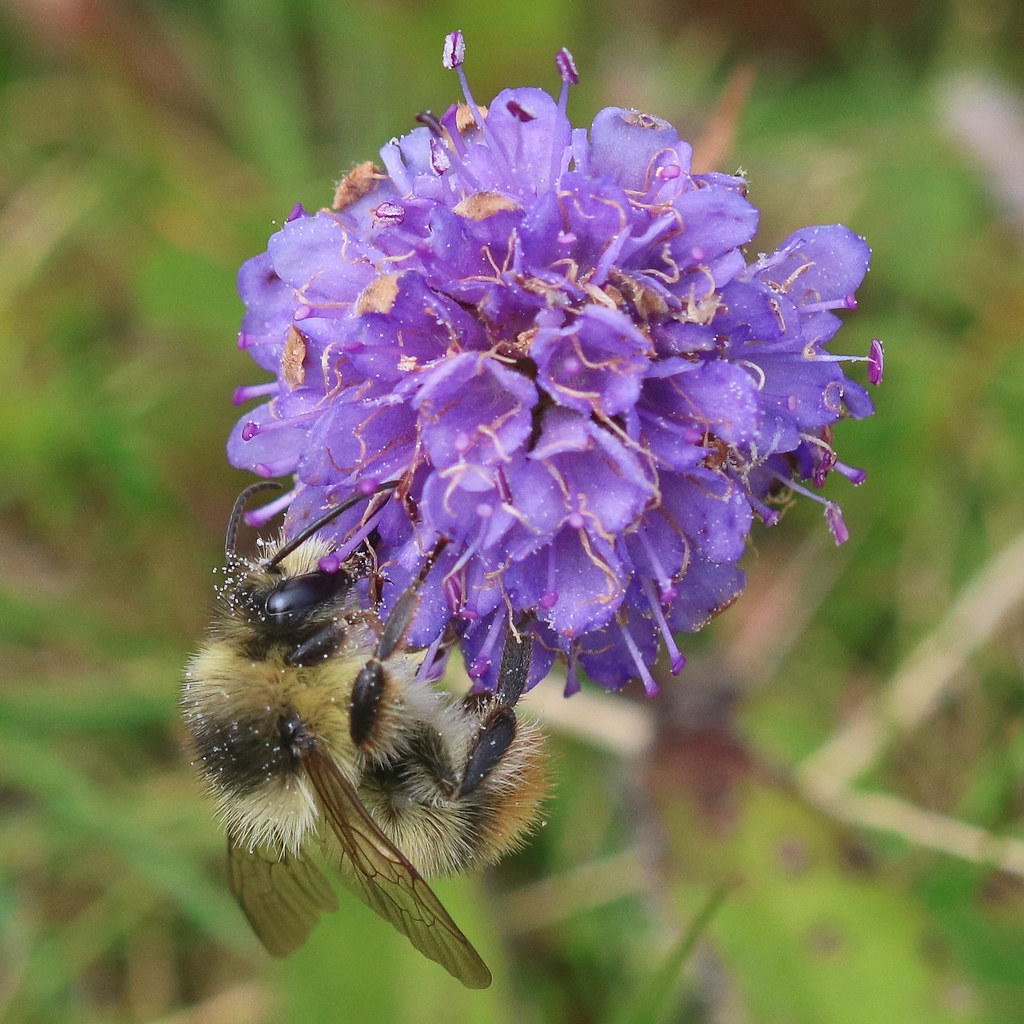 Bombus (Thoracombus) sylvarum (Shrill carder bee) | Fanore, … | Leon ...