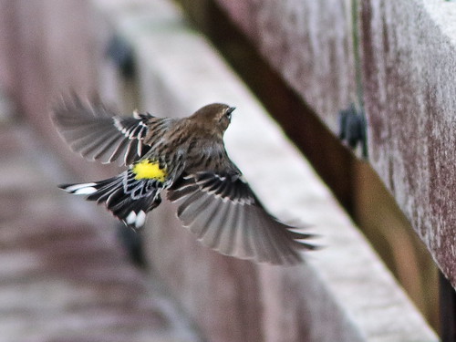 Yellow-rumped Warbler in flight 20191223